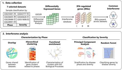 Interferome signature dynamics during the anti-dengue immune response: a systems biology characterization